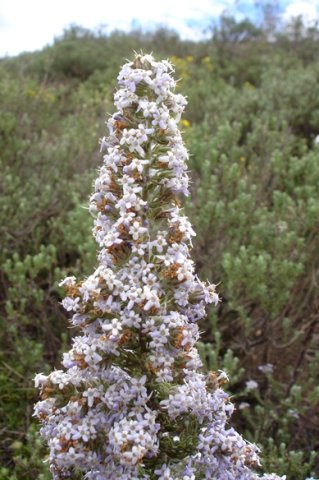 Selago flanaganii flowers